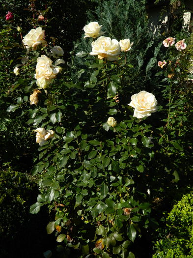 Garden of Roses; Tufa sanatoasa si plina de flori
