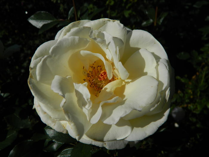 Garden of Roses - trandafiri 2015