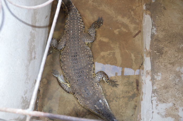 CROCODIL IN ACVARIU
