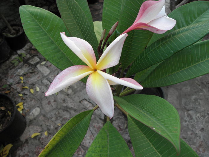 PA260001 - Plumeria impletita