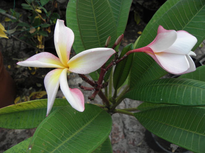 PA260002 - Plumeria impletita