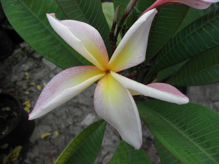 PA260003 - Plumeria impletita