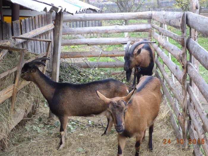 Alpinele in octombrie