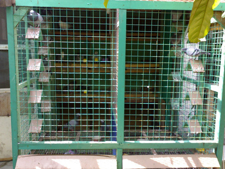 hokmich1 - MODELE DE CRESCATORII