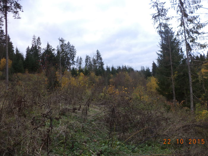 Cata frunza au mancat de aici Alpinele,,,,