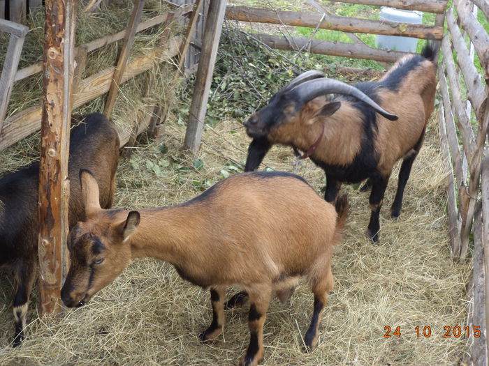 Cezar si Caprioara-54n