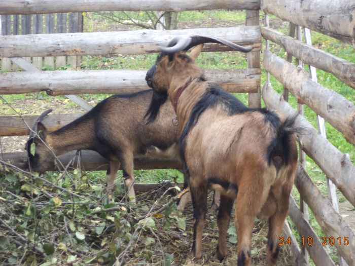 Cezar si podoabele lui