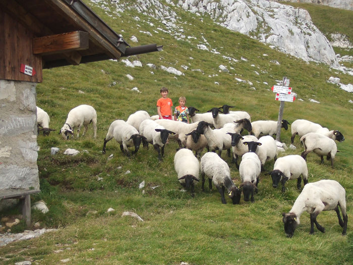 Copii bucurosi cu oitele