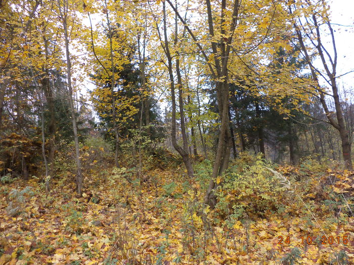 Dupa bruma cad si frunzele