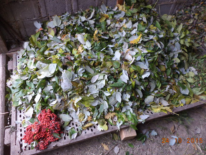 Inca mai sant frunze pt capre