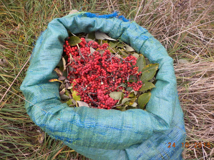 Zmeurus si scoruse batute de bruma