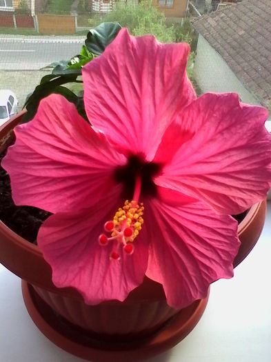 IMG_20151026_145756 - Hibiscus Cairo Rosa