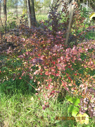 Dracila - 3 ARBUSTI FRUCTIFERI SI ORNAMENTALI