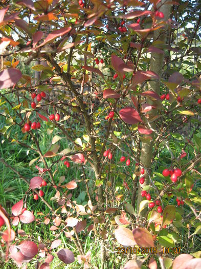 Picture 4980 - 3 ARBUSTI FRUCTIFERI SI ORNAMENTALI