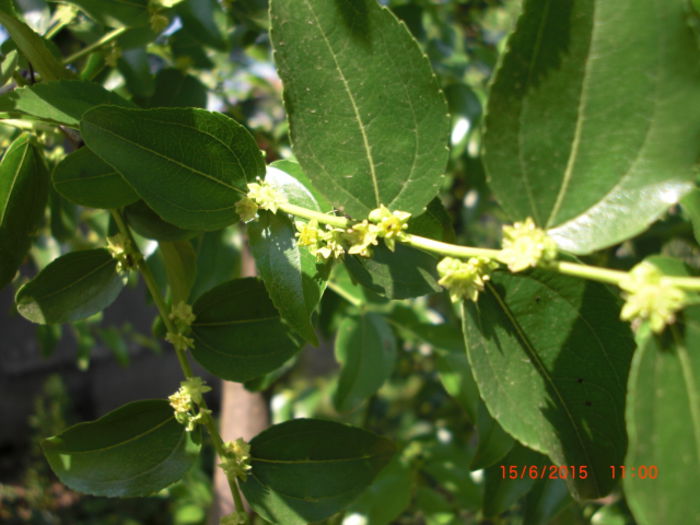 Jujube inflorit