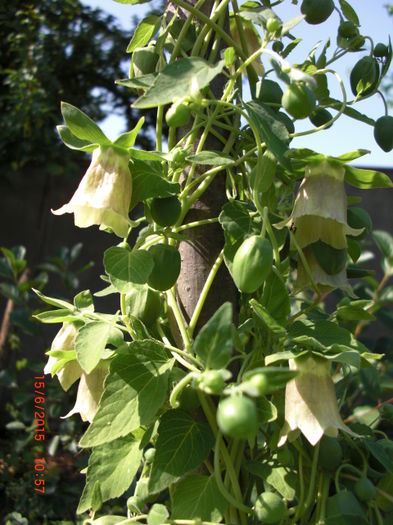 Ginseng chinezesc inflorit