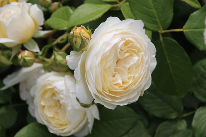 rosa-claire-austin1