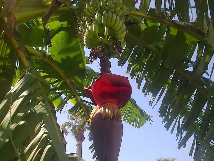 FLOARE BANAN