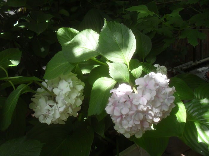 SAM_3493