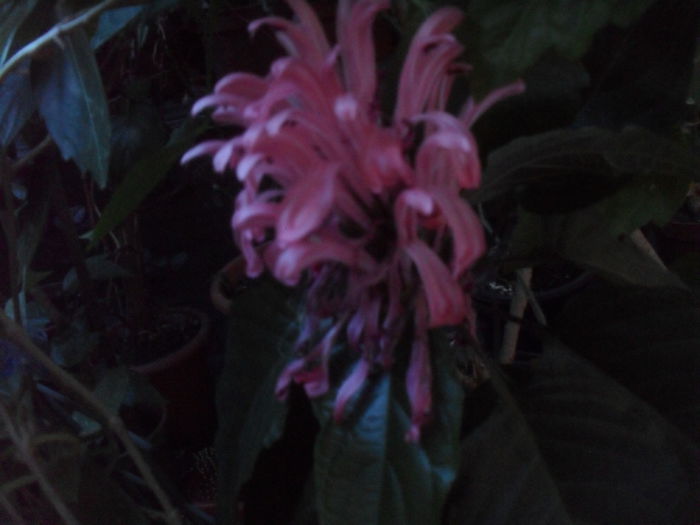 SAM_3562