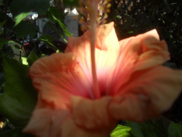 SAM_3565