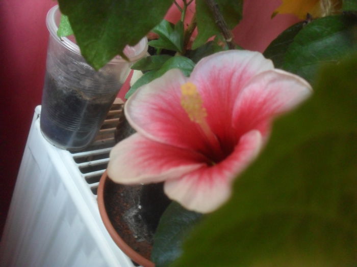 SAM_3576