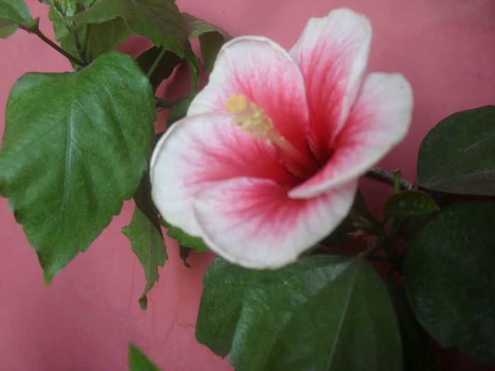 SAM_3577