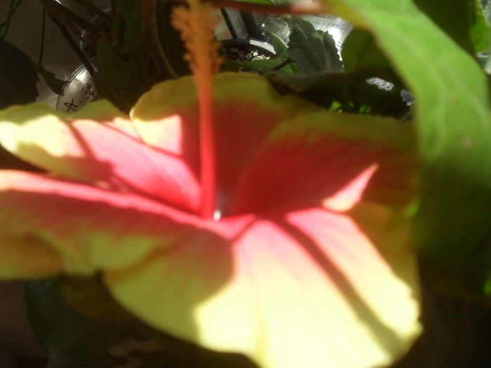 SAM_3603 - Septembrie 2015