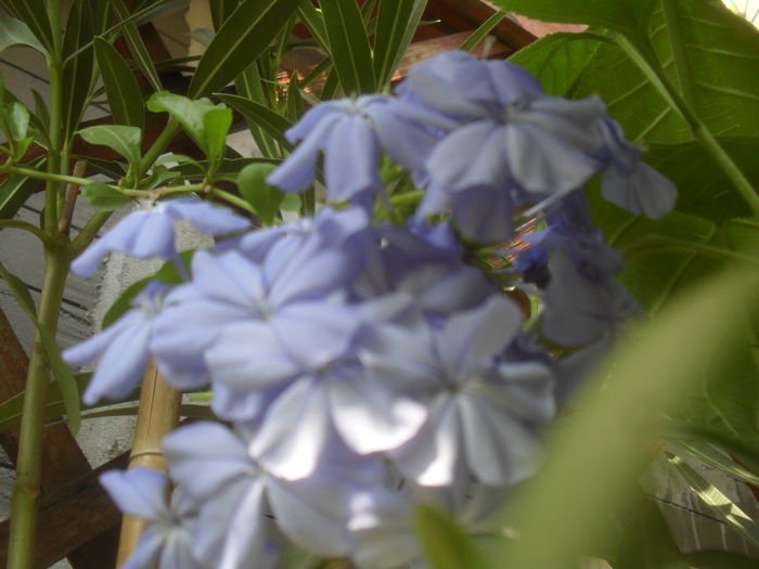 SAM_3621