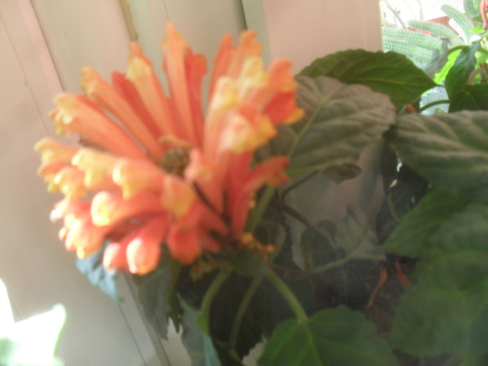 SAM_3629