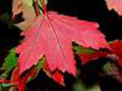 ACER RUBRUM OCTOBER GLORY 