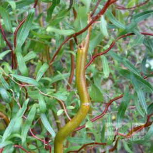 SALIX MATSUDANA TORTUOSA - SALCIE CREATA - f comanda plante pepiniera mizil 2015