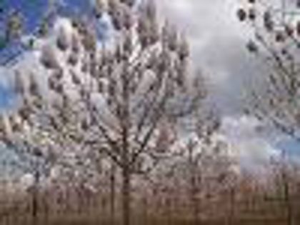 PAULOWNIA TOMENTOSA; arborele printesei, arborele antitantari,Inaltimea maxima:	12 m ,Cresterea:	Foarte rapida,Culoarea frunzelor:	verzi 
 Culoarea florilor:	Mov-deschis
