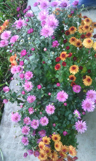 IMG_20151027_171129[1]