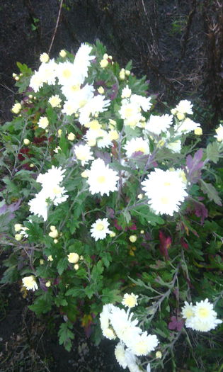 IMG_20151027_171419[1]