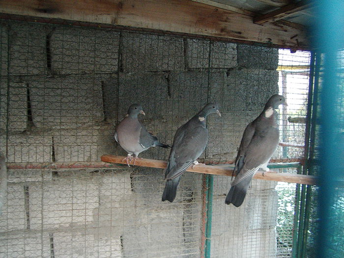 IMG_5349 - PORUMBEI SALBATICI