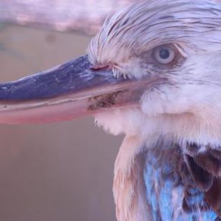 17648_9d95aff879e9fa673ccd62800fd57fe0_mdsq - BIRDS