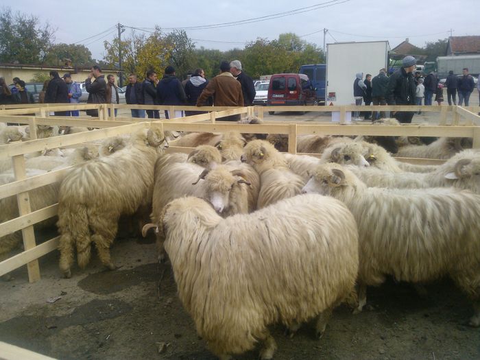 WP_001307 - expo ovine Somcuta Mare 25 10 2015