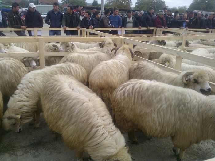 WP_001308 - expo ovine Somcuta Mare 25 10 2015