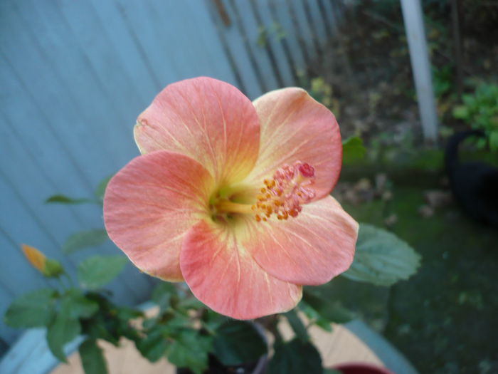 No ID