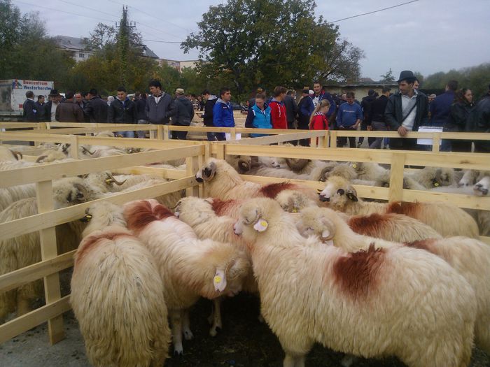 WP_001317 - expo ovine Somcuta Mare 25 10 2015