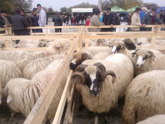 WP_001320 - expo ovine Somcuta Mare 25 10 2015