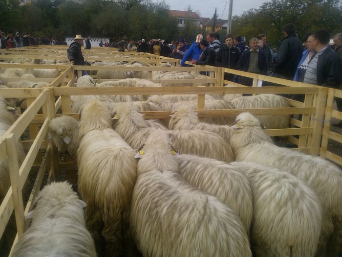 WP_001329 - expo ovine Somcuta Mare 25 10 2015