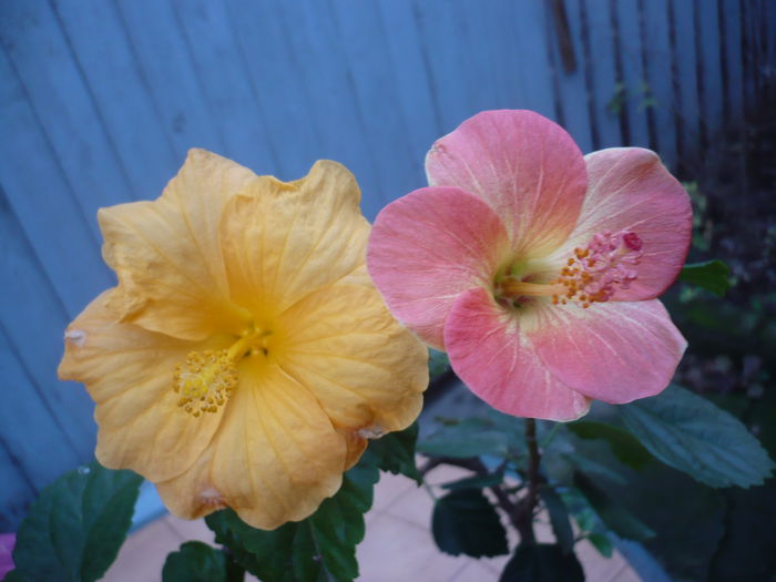 P1240553 - HIBISCUSI 2015-3