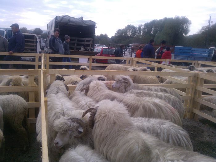 WP_001334 - expo ovine Somcuta Mare 25 10 2015