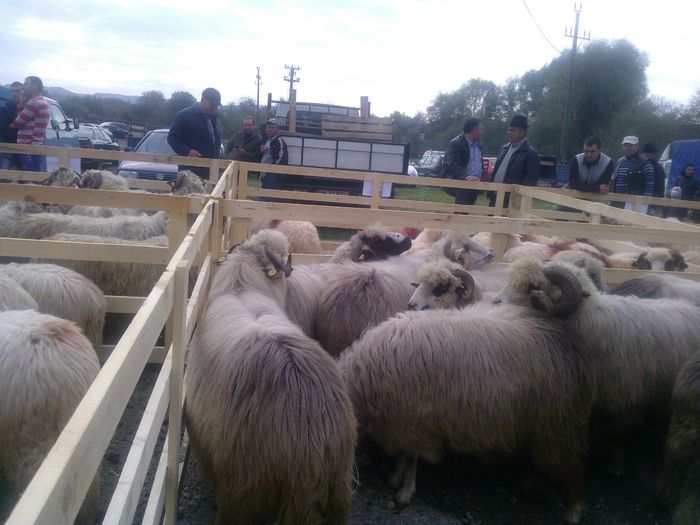 WP_001336 - expo ovine Somcuta Mare 25 10 2015