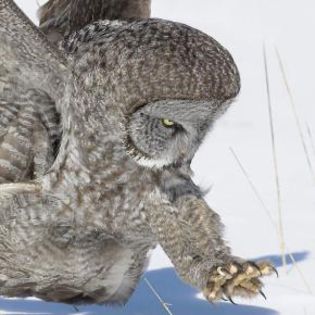 17829_83240874bb82c466e21022f61e9ede14_mdsq - BIRDS