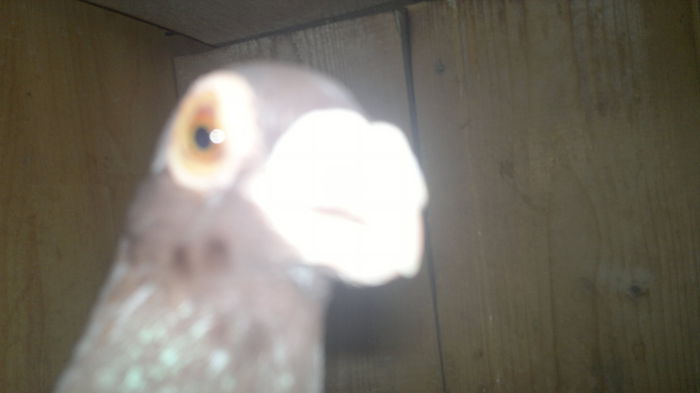 2015-10-27-9900 - pui 2012