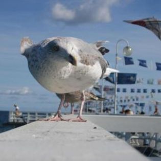 18119_1d5ba4d506207f6f76493dc792e5f031_mdsq - BIRDS