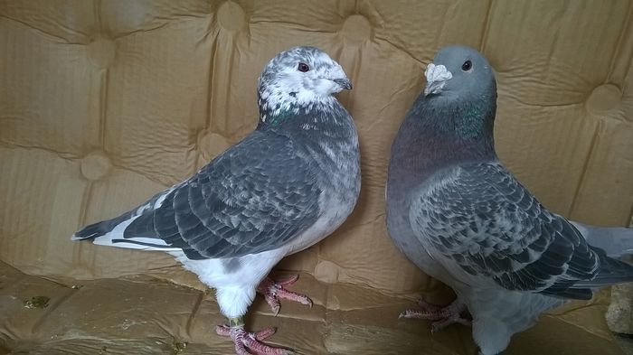 WP_20151026_14_11_21_Pro